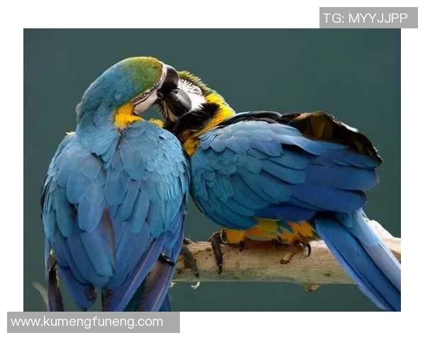 球星携女友共赴绿茵场上演浪漫瞬间展现甜蜜默契与温馨时刻 球星携女友共赴绿茵场上演浪漫瞬间展现甜蜜默契与温馨时刻